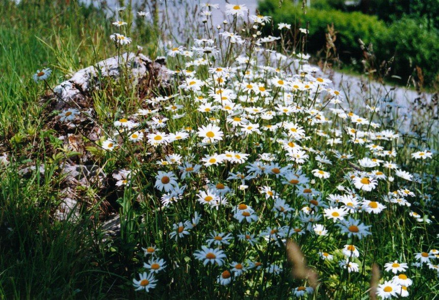 2002060433 margrieten